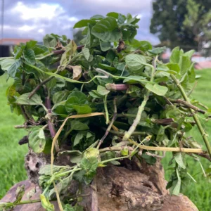 Ramo de menta orgánica fresca, ideal para infusiones naturales y bienestar digestivo.