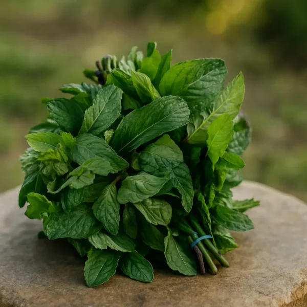Ramo de menta orgánica fresca, ideal para infusiones naturales y bienestar digestivo.