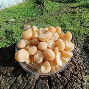 Nueces de macadamia en bowl transparente sobre tronco natural, con fondo verde y luz solar directa.