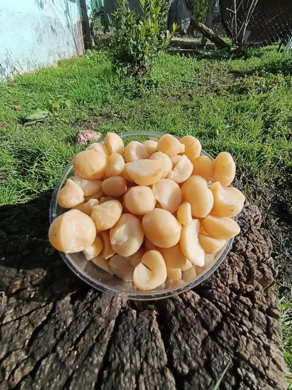 Nueces de macadamia en bowl transparente sobre tronco natural, con fondo verde y luz solar directa.