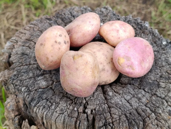 Papas sabaneras frescas cultivadas de forma agroecológica.