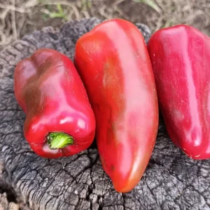 Pimentones rojos orgánicos