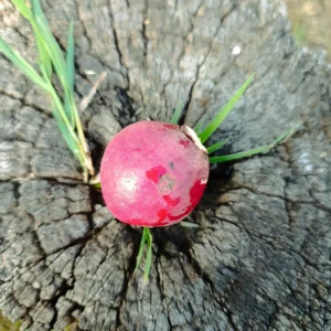 Rábano rojo orgánico