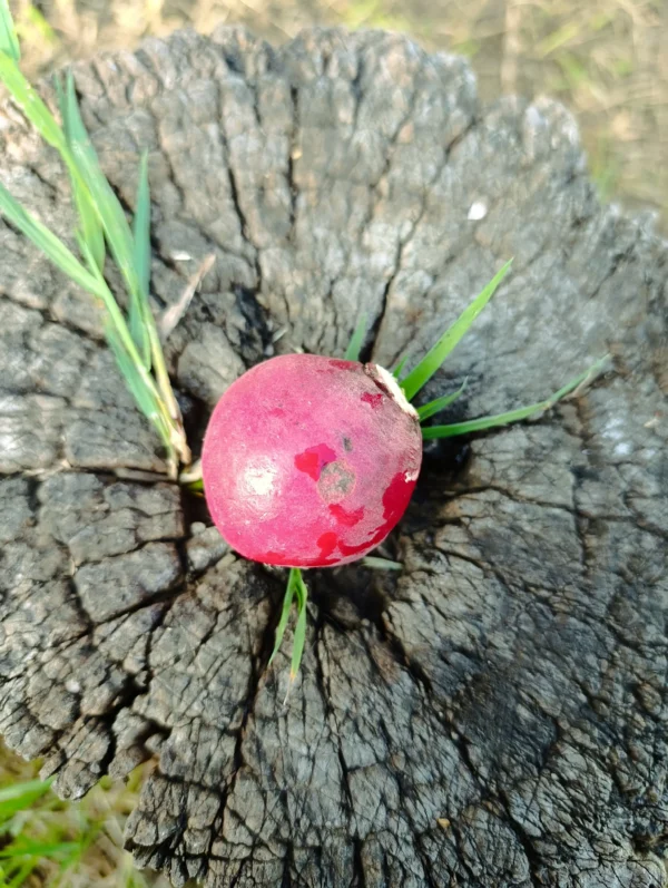 Rábano rojo orgánico