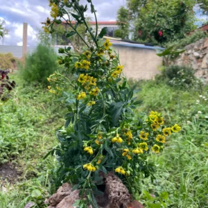 Planta de ruda fresca con flores amarillas en jardín natural.