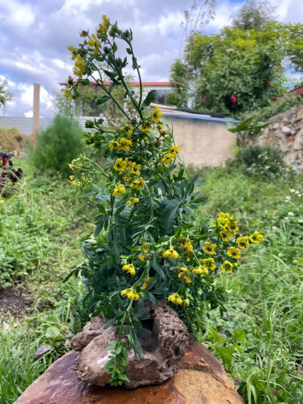 Planta de ruda fresca con flores amarillas en jardín natural.
