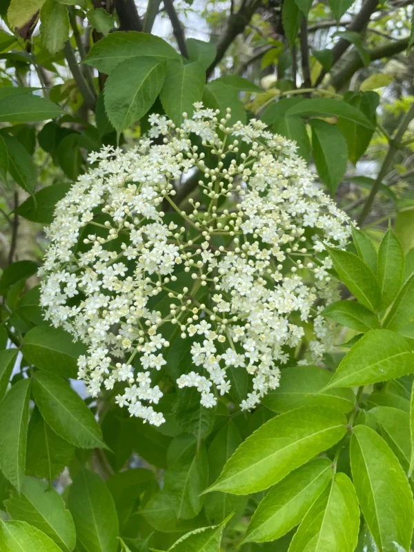 Ramillete de flores blancas de sauco entre hojas verdes, planta medicinal silvestre.