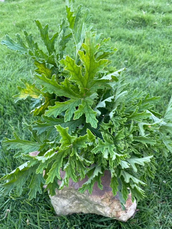 Ramillete fresco de la planta Siete Poderes sobre una piedra, usada en limpiezas energéticas naturales.