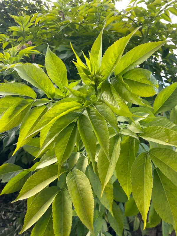 Hojas verdes de tilo fresco en su árbol, utilizadas en infusiones relajantes y herbolaria natural.