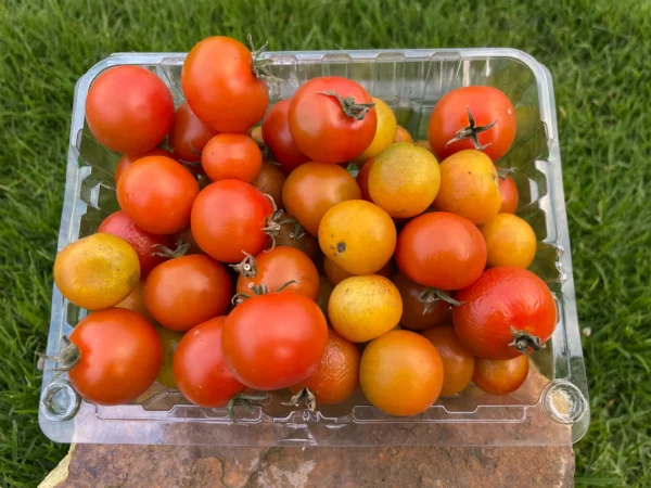Tomates cherry frescos y orgánicos en bandeja, ideales para ensaladas y cocina saludable.