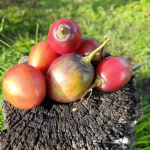 Tomates de árbol frescos y orgánicos sobre fondo natural.