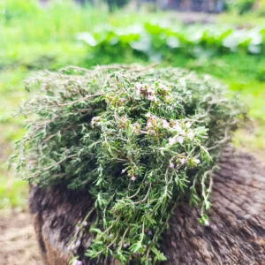 Manojo de tomillo fresco cosechado en huerta orgánica.