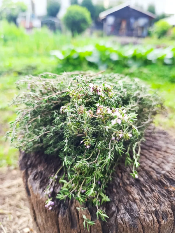 Manojo de tomillo fresco cosechado en huerta orgánica.