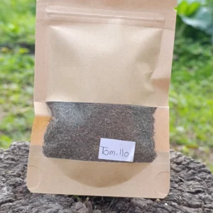 Manojo de tomillo fresco cosechado en huerta orgánica.