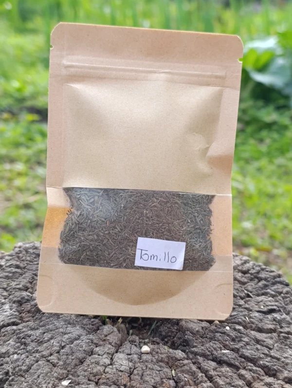 Manojo de tomillo fresco cosechado en huerta orgánica.