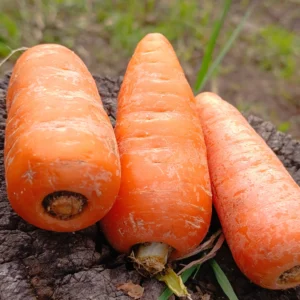zanahorias orgánicas frescas