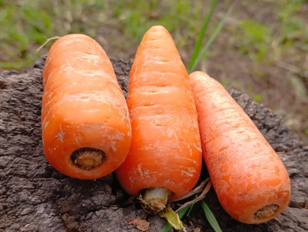 zanahorias orgánicas frescas