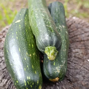Zucchinis verdes frescos