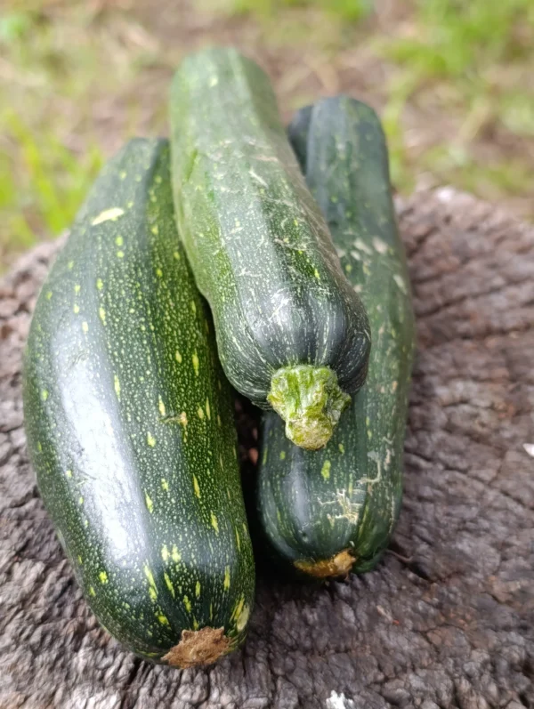 Zucchinis verdes frescos