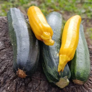 Zucchinis verdes y amarillos frescos sobre