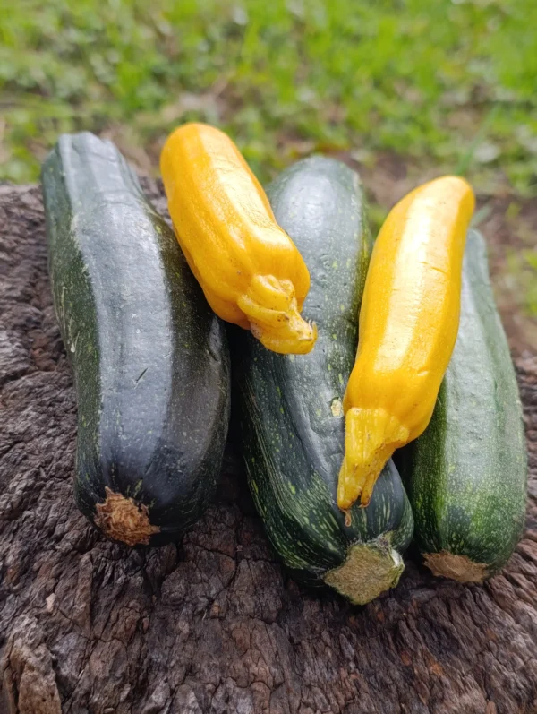 Zucchinis verdes y amarillos frescos sobre