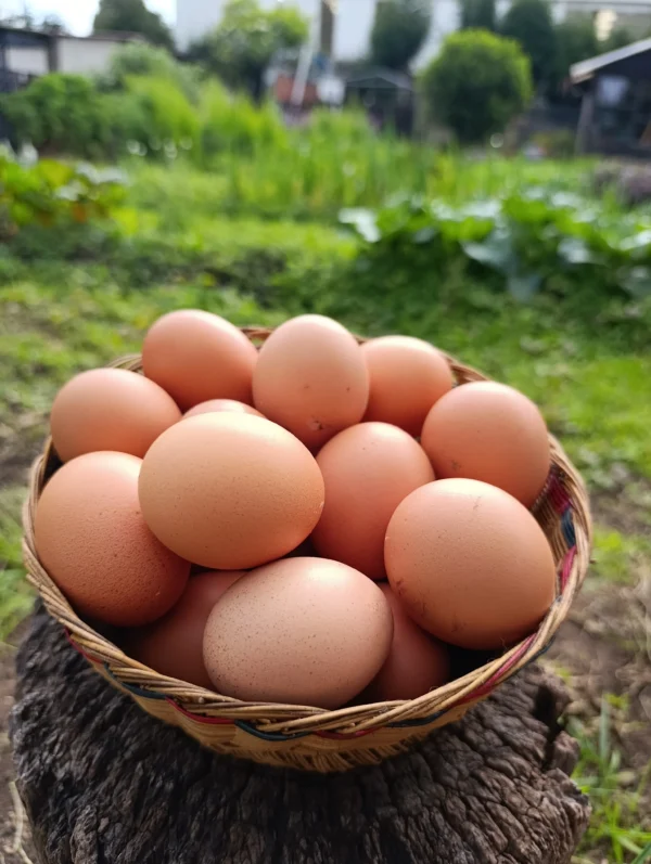 Canasta de huevos frescos campesinos provenientes de huerta rural.