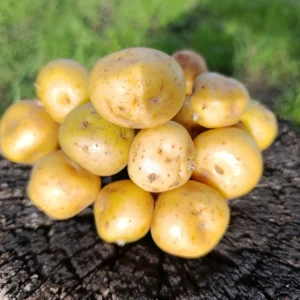 Papa criolla fresca sobre tronco, cultivada de forma natural.