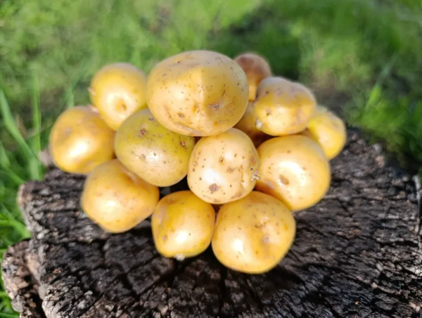 Papa criolla fresca sobre tronco, cultivada de forma natural.