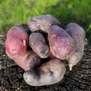 Papa morada andina sobre tronco, cultivo agroecológico.