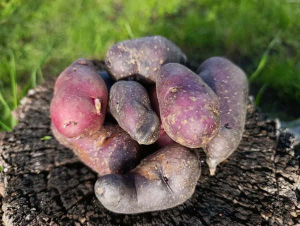 Papa morada andina sobre tronco, cultivo agroecológico.