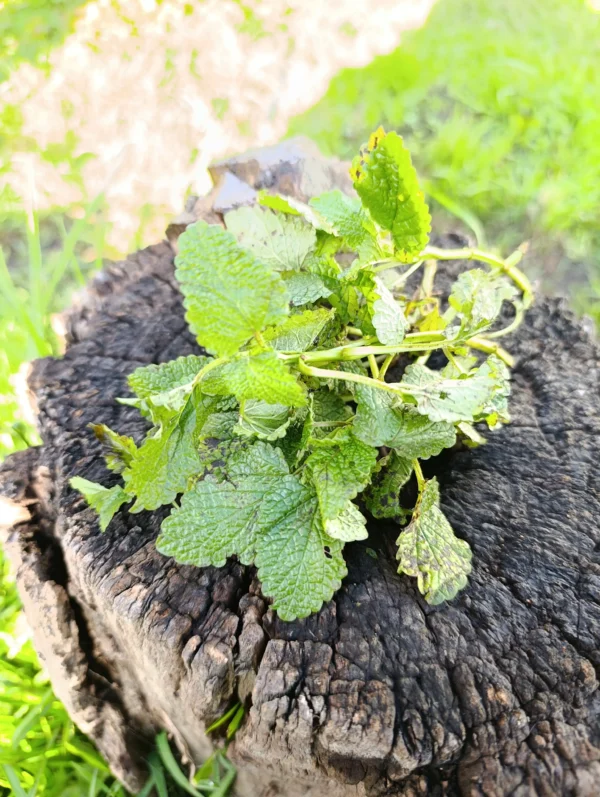 Hojas frescas de toronjil cultivadas de forma agroecológica.