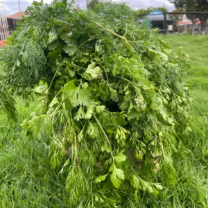 Ramillete de cilantro fresco orgánico sobre piedra, en entorno natural, ideal para cocina y remedios herbales.