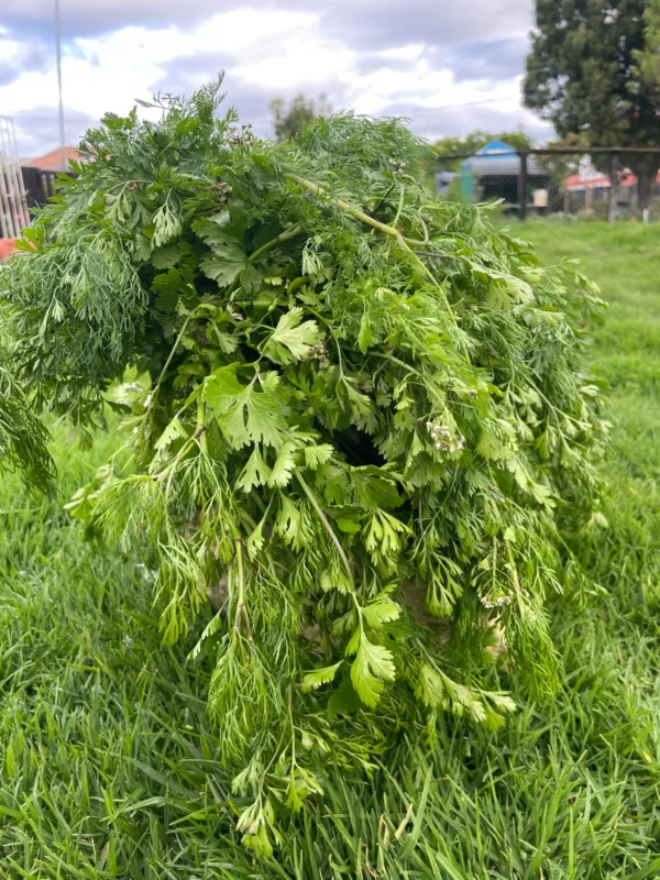 Ramillete de cilantro fresco orgánico sobre piedra, en entorno natural, ideal para cocina y remedios herbales.