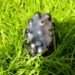 Jabón natural oscuro con extracto de café y textura masajeadora sobre césped verde.