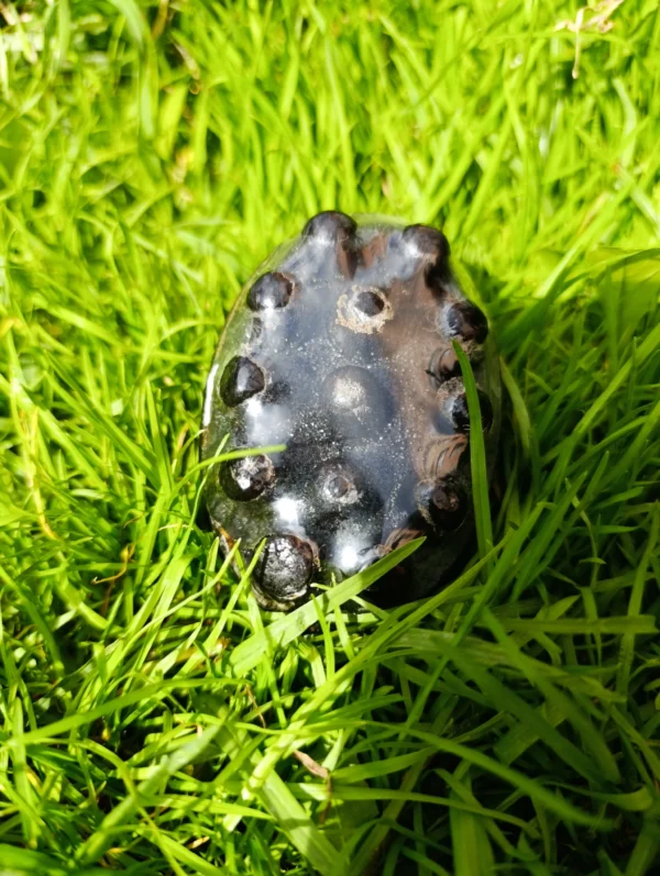 Jabón natural oscuro con extracto de café y textura masajeadora sobre césped verde.