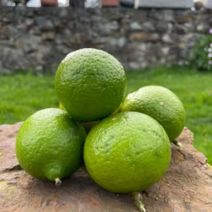 Limones Tahití frescos apilados sobre una piedra con fondo natural verde.