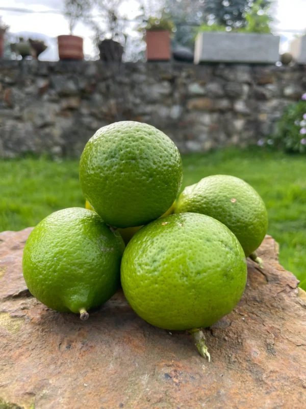 Limones Tahití frescos apilados sobre una piedra con fondo natural verde.