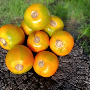 Frutas de lulo frescas y brillantes sobre madera rústica al aire libre.