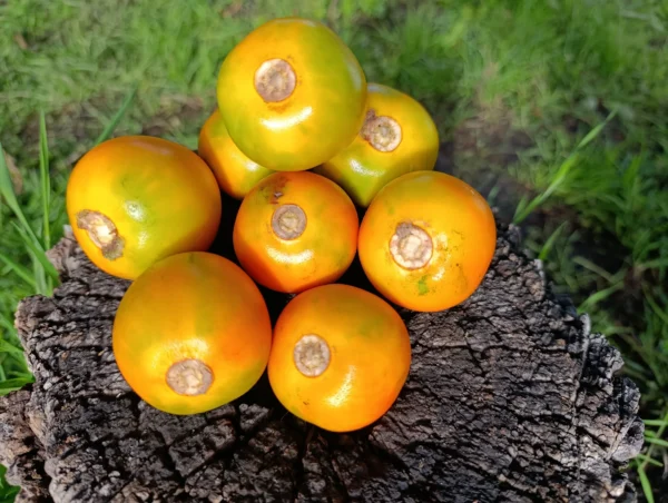 Frutas de lulo frescas y brillantes sobre madera rústica al aire libre.