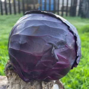 Repollo morado entero sobre piedra con fondo natural.