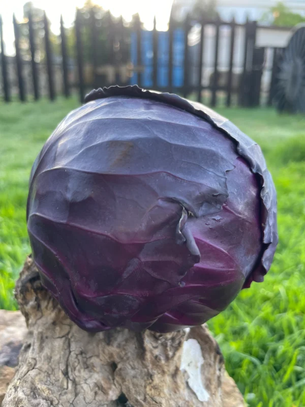 Repollo morado entero sobre piedra con fondo natural.