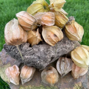 Frutos de uchuva fresca con cáscara sobre piedra natural.