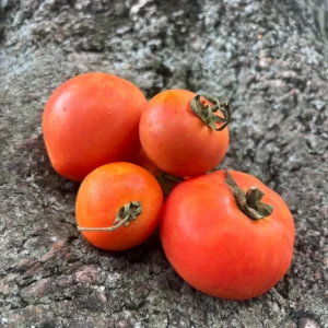 Tomates chonto frescos cultivados de forma natural, ideales para una alimentación consciente y saludable en mercados orgánicos.