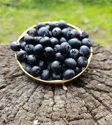 Arándanos orgánicos fuente rica en antioxidantes.