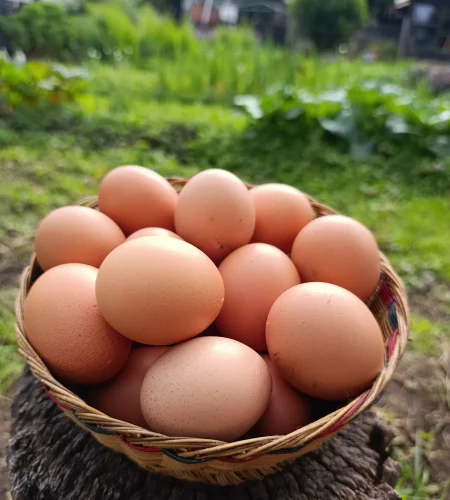 Canasta de huevos frescos campesinos provenientes de huerta rural.