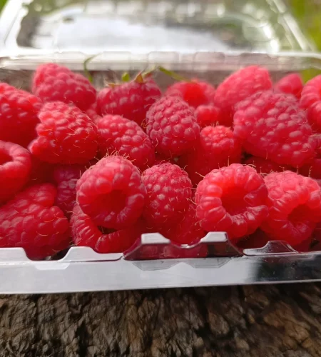 Frambuesas rojas frescas en bandeja reutilizable