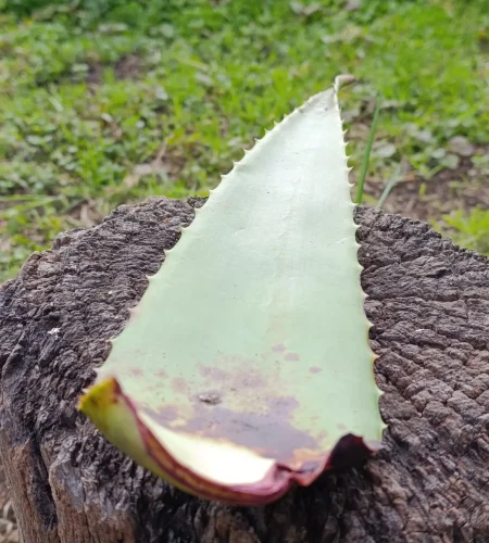 Hoja de sábila recién cortada sobre tronco natural en ambiente rural.